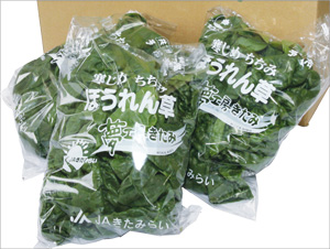 北見産寒じめちぢみほうれん草