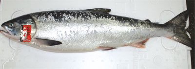 ウトロ産「特銀」