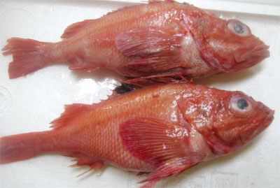 網走の「釣りキンキ」